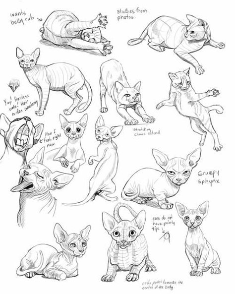 Schoolism - Gesture Drawing Week 5 — Chalk Full of Dreams Drawings Of Cats, Poses Simple, Cat Drawing Tutorial, Cats Art Drawing, Pose Model, Cat Anatomy, Cat Reference, Arte Van Gogh, Cat Sketch