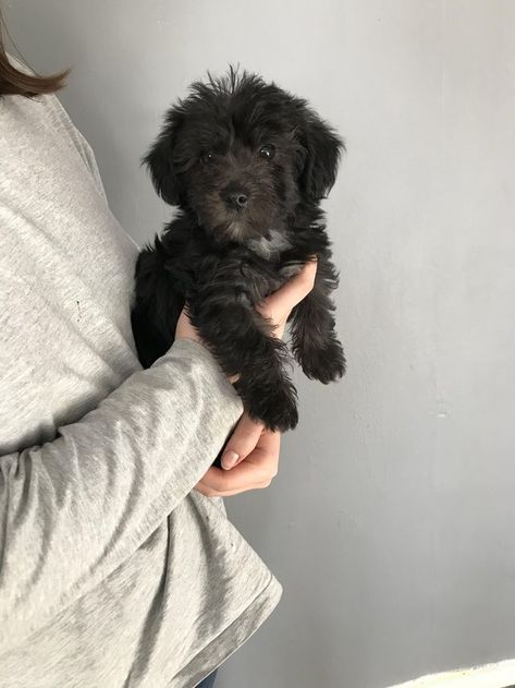 Springer Doodle, Sproodle Puppies, Cavoodle Puppies, Goldendoodle Black, Teacup Dogs, Doodle Puppies, Puppy Mom, Dog Mommy, Doodle Puppy