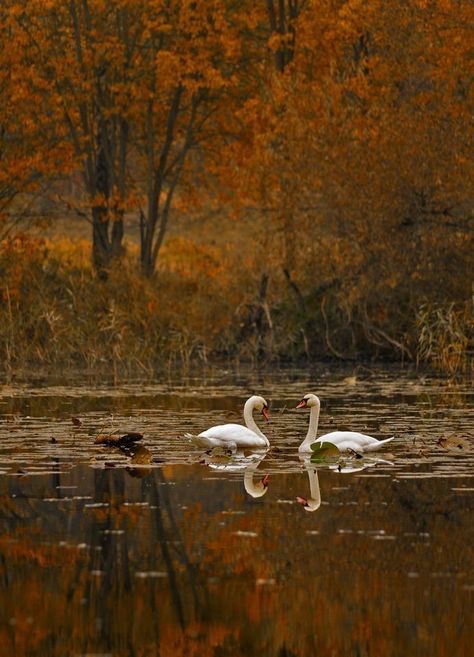 Magical Nature, A Night At The Opera, Nature Tour, Autumn Nature, Fall Feels, Best Seasons, Autumn Cozy, Autumn Aesthetic, Nature Aesthetic