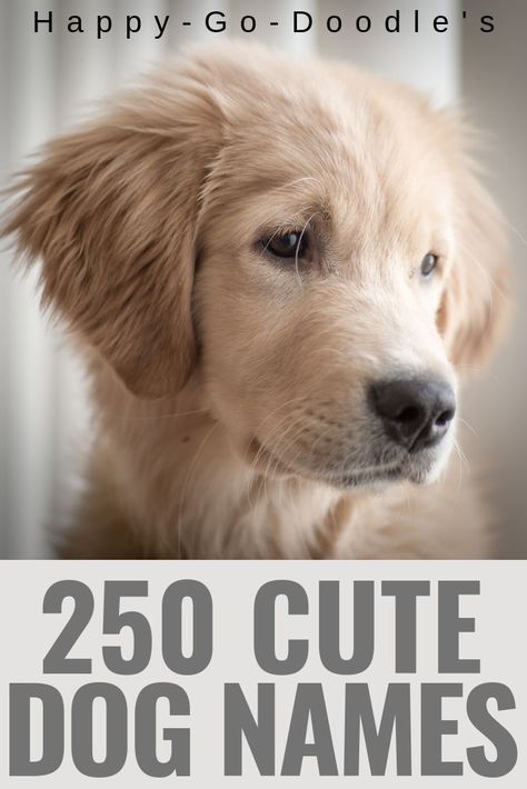 Looking for a name for your little cutie pie pup? Check out this mega list of 250 adorable dog names that end in Y. Browse through this list of dog names ending in Y, IE, EE, or the long "E" sound. Includes both girl dog names and boy dog names. Enjoy naming your new puppy! #dognames #cutedognames #boydognames #girldognames #happygodoodle List Of Dog Names Numbered, Dog Names For Golden Retrievers, Best Dog Names Boys, Unique Puppy Names Male, Sheepadoodle Names, Cute Dog Names Unique, Girl Puppy Names Unique, Golden Retriever Puppy Names, Bernedoodle Names