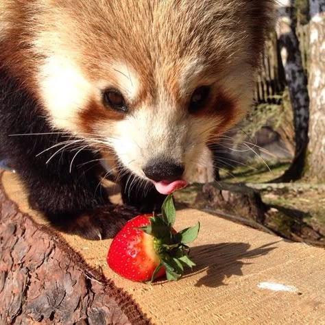 loadhigh tumblr.com, red panda strawberry Red Panda Reaction Pic, Red Panda Pfp, Red Pandas Cute, Red Panda Aesthetic, Red Panda Icon, Red Panda Wallpaper, Red Panda And Raccoon, Animals Red Panda, Baby Red Panda