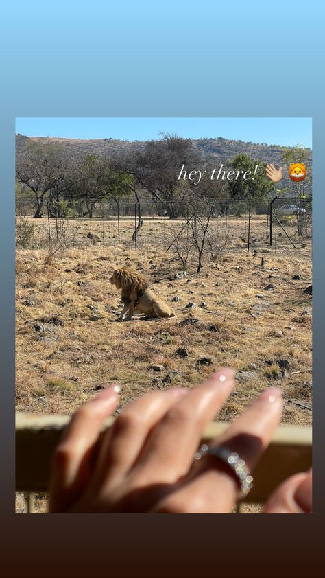 Safari Instagram Story, Safari Captions For Instagram, Jungle Hike, Safari Photography, South Africa Safari, Trip Photography, Snap Story, Travel Picture Ideas, Caption Ideas