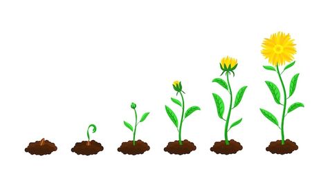 Stages of flower sowing and growing. fro... | Free Vector #Freepik #freevector #sprout #sow #seedling #seed Growing Aesthetic, Transparent Background Aesthetic, Blossom Cartoon, Seed Illustration, Flower Growing, Tree Growth, Planting Sunflowers, Cartoon Trees, Yellow Blossom