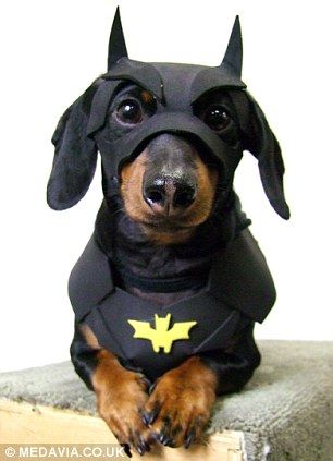 Crusoe the Dachshund becomes internet celebrity with his wacky outfits | Mail Online Batman Dog Costume, Dachshund Costume, Batman Dog, Bat Dog, Dachshund Funny, Amigurumi Bunny, Weenie Dogs, Dachshund Puppies, Dog Costumes