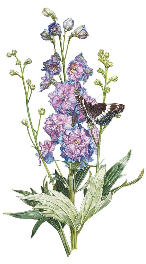 Delphinium Bouquet, Heritage Garden, Delphinium Flowers, Vintage Florals, Botanical Drawings, Delphinium, Flower Illustration, Water Lilies, Botanical Illustration