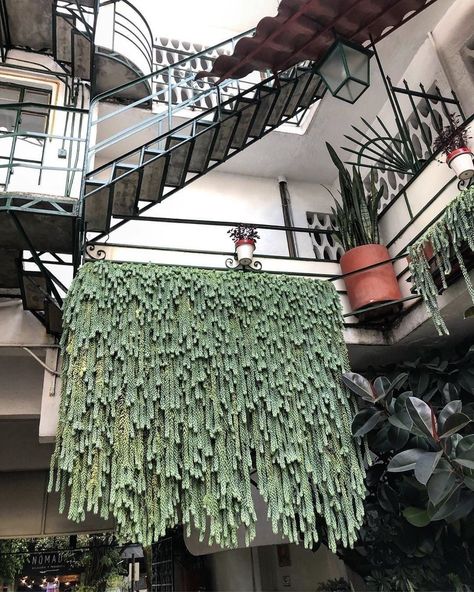 Concrete Treehouse, Kaktus Dan Sukulen, Plants Hanging, Hanging Plants Indoor, Succulent Wall, Succulent Gardening, House Plants Decor, Pretty Plants, Succulents Garden