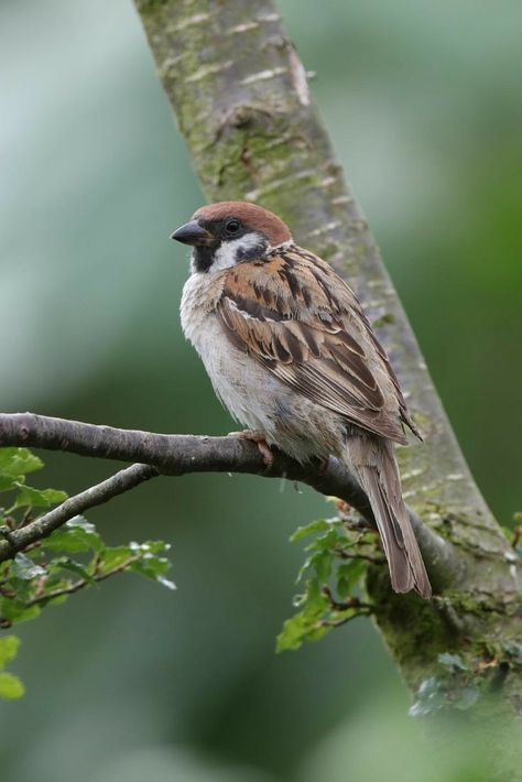 Eurasian Tree Sparrow, Birds Drawings, Bird Art Painting, Wild Birds Photography, Bird Sparrow, Tree Sparrow, American Robin, House Sparrow, Sparrow Bird