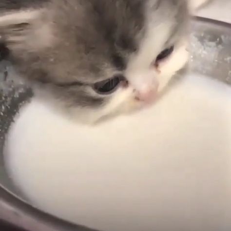 Cat Drinking Milk, Gavin Memes, Dog Tumblr, Drinking Milk, Ugly Cat, Cat Drinking, Cat Aesthetic, Cute Cats And Kittens, Cute Kittens