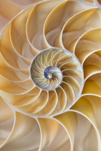 Fractal Patterns In Nature, Patterns In Nature Geometric, Organic Patterns In Nature, Organic Shapes In Nature, Textures In Nature, Sea Elements, Natural Surfaces, Shell Texture, Spirals In Nature