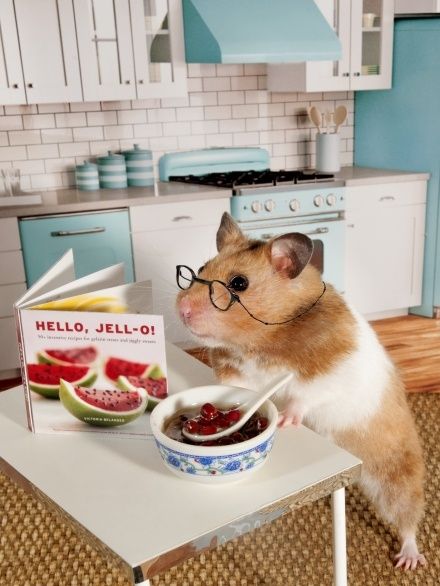 Zoey the Hamster prepares to make a recipe from my new book Hello Jell-O! Funny Hamsters, A Hamster, Cute Hamsters, Baby Animals Funny, Cute Animal Photos, Cute Animal Pictures, Hamsters, Cute Creatures