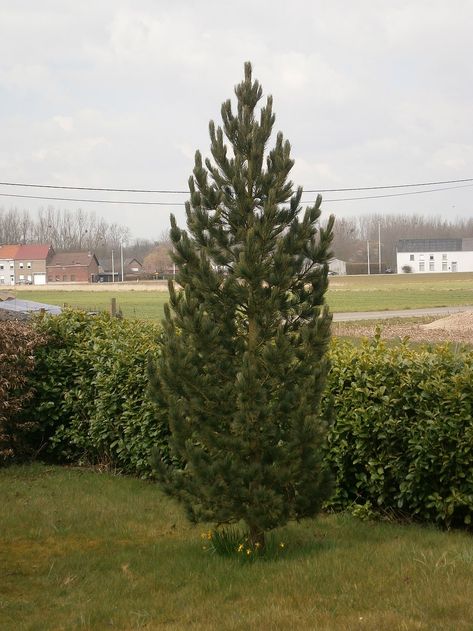 Montana Landscaping, Montana Garden, Amur Maple, Porch Trees, Montana Landscape, Bristlecone Pine, Outside Plants, Specimen Trees, Plum Tree