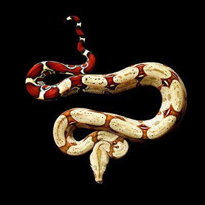 Red Tails on REALLY Big Snakes Red Tail Boa, Snake Photos, Snake Reptile, Cool Snakes, Pretty Snakes, Snake Wallpaper, Boa Constrictor, Red Snake, Pit Viper