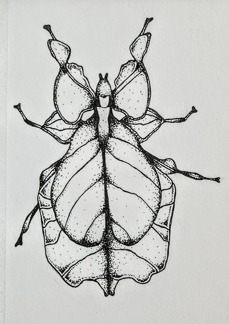 Original drawing for portfolio Leaf Insect Drawing, Drawing For Portfolio, Bug Drawing Reference, Leaf Bug Tattoo, Simple Bug Drawing, Caterpillar Drawing, Bug Tattoo Ideas, Leaf Bug, Bug Drawing