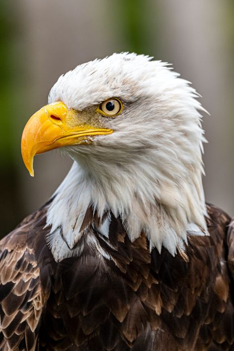 Eagle Photography, Mission Images, Bold Eagle, Eagle Project, Chainsaw Carvings, Eagle Wallpaper, Bald Eagles, Chainsaw Carving, An Eagle