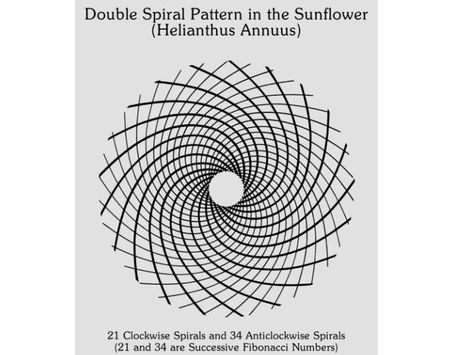 BEES LOVE SUNFLOWERS & NATURE LOVES FIBONACCI NUMBERS! | REALNEO for all Sunflower Architecture, Nature Curriculum, Fibonacci Spiral Art, Natural Geometry, Brand Bible, Muslim Scholars, Bacon Art, Spiral Line, Sunflower Drawing