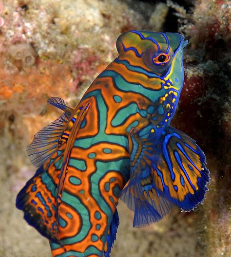 Mandarin Fish, Seattle Aquarium, Colourful Fish, Fauna Marina, Vet Clinic, Cool Fish, Ocean Floor, Water Animals, Beautiful Sea Creatures