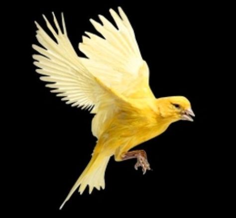 Canary Flying, Wing Aesthetic, Birds Pics, Canary Singing, Canary Birds, Bird Wings, Tattoo Project, Finches, Yellow Bird