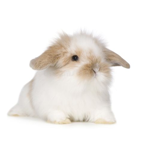 Bunny Photography, Young Rabbit, Rabbit Png, White Bg, Rabbit Pictures, Bunny Images, Bunny Png, Insta Post