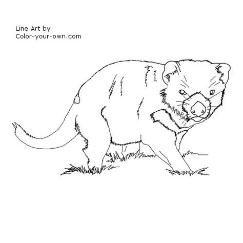 Tasmanian Devil Drawing, Narnia Birthday, Tattoo Concepts, Woolly Mammoth, Devil Tattoo, Wooly Mammoth, Australian Flora, Tasmanian Devil, Animal Coloring