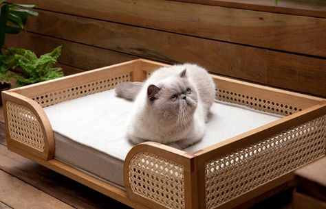 Tropical Modern Bedroom, Modern Pet Furniture, Cat Furniture Design, Basket Dog Bed, Dog Bed Modern, Cat Patio, Cama Pet, Pet Sofa Bed, Pet Spaces