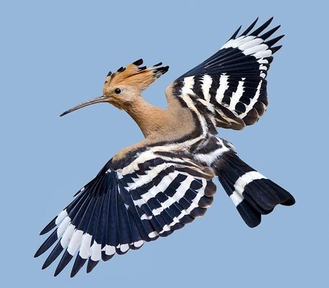 Hoopoe (Upupa epops) Africa, Europe, Asia Tuscany Watercolor, Hoopoe Bird, Cool Birds, Bird Wings, Animal References, Bird Pictures, Wild Nature, Pretty Birds, Bird Photo