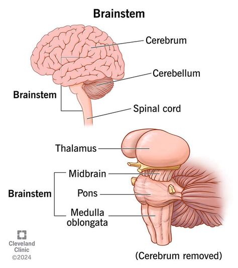 Your brainstem connects your brain to your spinal cord. It sits at the bottom of your brain and includes the midbrain, pons and medulla oblongata. Your brainstem sends messages to the rest of your body to regulate balance, breathing, heart rate and more. Brain And Spinal Cord Anatomy, Brain Diagram Anatomy, Brainstem Anatomy, Cerebellum Anatomy, Brain Parts And Functions, Parts Of Brain, Medulla Oblongata, Spinal Cord Anatomy, Brain Anatomy And Function