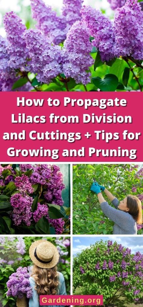 Propagating Lilacs From Cuttings, Pruning Lilac Bushes, Lilac Bedding, Lilac Plant, Diy Compost, Lilac Bushes, Plant Diseases, Hedge Trimmers, Houseplants Indoor