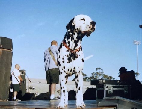 Bradley Nowell, Lou Dog, Everything All At Once, Music Pics, Beach Wall Decor, Cover Art Design, Cute Wild Animals, Old Soul, Friends Tv