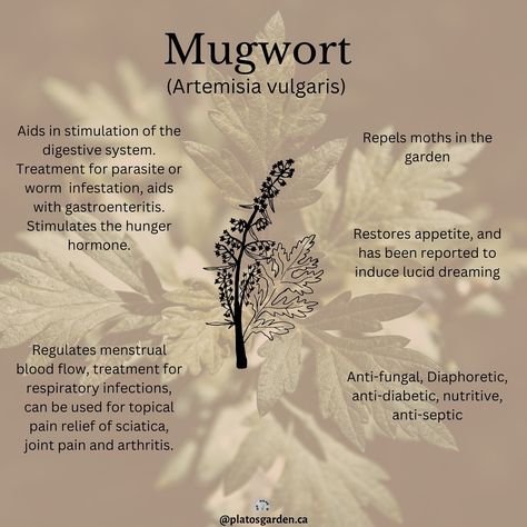 Mugwort and it’s incredibly impactful qualities are showcased in this weeks monograph blog. Take a look for yourself to see what incredible benefits mugwort can have to your health and over all well being! https://www.platosgarden.ca/mugwort/ Link in bio to read my blog #blog #monograph #herbalism #mugwort #naturalhealing #healthy #plantmedicine #alternativehealing #herbs #plantsthatheal #herbalism #plantlife Burning Mugwort Benefits, Mugwort Benefits, Wormwood Benefits, Morrigan Aesthetic, Holistic Herbs, Healing Witch, Medicinal Herbs Remedies, Dream Herbs, Artemisia Vulgaris