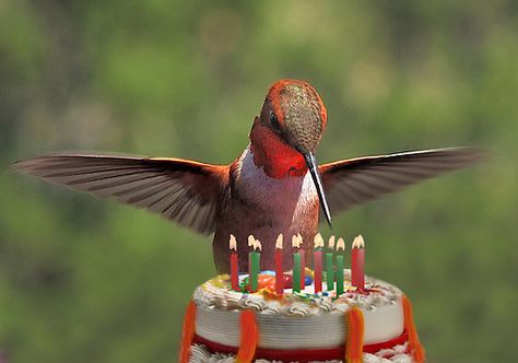 hummingbird Happy Birthday Birds, Birthday Greetings Images, Bird Meme, Bird Birthday, Today Is My Birthday, Birthday Name, Happy Birthday Balloons, Happy 2nd Birthday, Birthday Meme