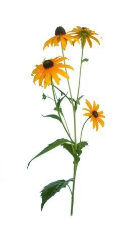 Yellow Wildflower Tattoo, Black Eyed Susan Illustration, Wild Flower Photos, Watercolor Black Eyed Susan, Brown Eyed Susan Tattoo, Blackeyed Susans Flowers, Black Eye Susan Flowers, Black Eyed Susan Painting, Black Eyed Susan Tattoo