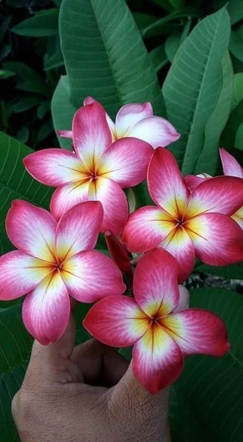 Tropical Plants And Flowers, Hawaii Flowers, Săpunuri Handmade, Plumeria Flowers, Flower Therapy, Hawaiian Flowers, Mandalay, Beautiful Flowers Pictures, Exotic Flowers