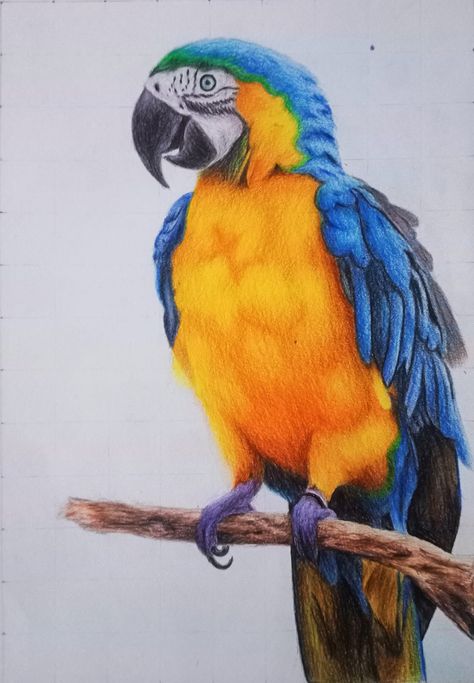 Colour Pencil Art, Coloured Pencil Art, Bird Pencil Drawing, Macaw Art, Colour Pencil Drawing, Parrot Drawing, Macaw Parrot, Colour Pencil, Basic Drawing