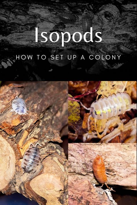 Isopod Vivarium, Dairy Cow Isopods, Isopod Setup, Isopod Terrarium Ideas, Isopod Enclosure, Pet Isopods, Isopod Terrarium, Insect Farming, Reptile Crafts