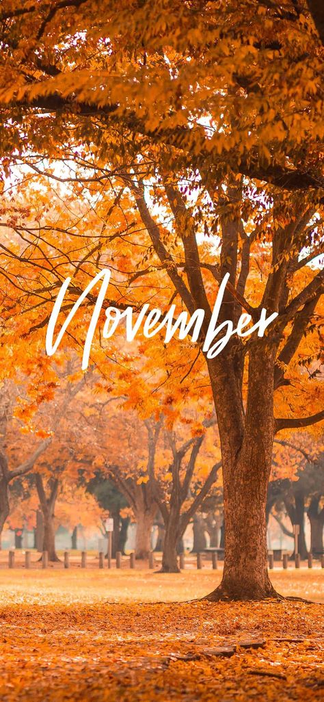 Hello November Wallpaper How To Hang Garland On Mantel, Elf Is Back Ideas, November Flower, Christmas Garland Mantle, Beautiful Screensavers, November Wallpaper, Breakfast Table Setting, Hello November, Tech Background