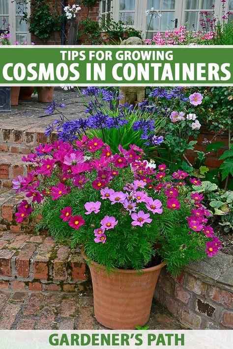 Cosmos Flowers Garden, Growing In Containers, Growing In Pots, Brick Patio, Patio Flowers, Potted Flowers, Pots And Planters, Container Gardening Flowers, Cosmos Flowers