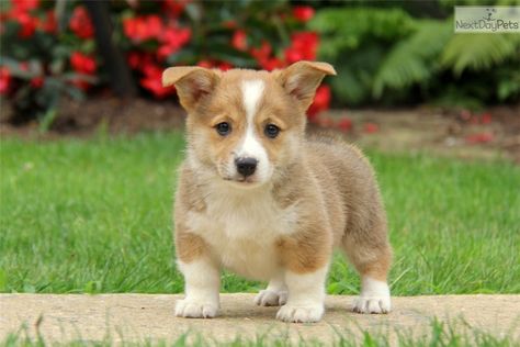 Corgi Mix, Lancaster Pennsylvania, Puppy For Sale, Welsh Corgi, Puppies For Sale, Lancaster, Pennsylvania, Your Perfect, Finding Yourself