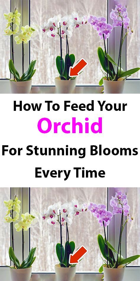 Whether you’re a seasoned orchid enthusiast looking to enhance your blooming orchids’ beauty or a novice eager to learn the ropes of orchid feeding, this blog post is your go-to resource. Get ready to discover the art of feeding your orchids. How To Get Orchids To Bloom Again, How To Grow Orchids, Suculent Plants, Orchids Care For Beginners, Phalaenopsis Orchid Care, Grow Orchids, Indoor Orchids, Orchid Fertilizer, Orchid Plant Care