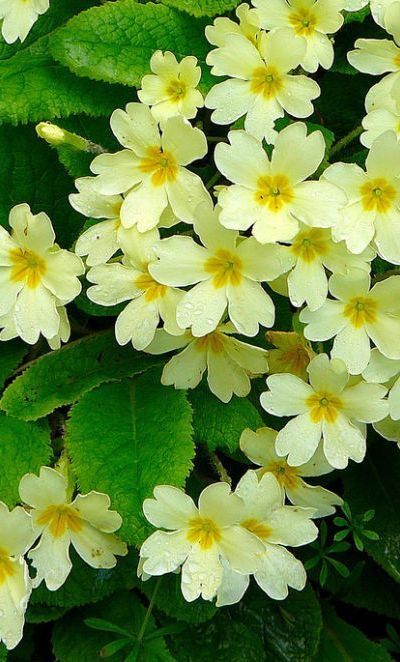 Primrose (Primula vulgaris) English Primrose, Primula Vulgaris, Yellow Primrose, Late Winter, English Garden, Mellow Yellow, Beautiful Blooms, Early Spring, Spring Garden