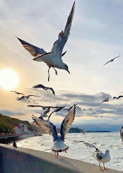 Seagulls Flying, City Branding, Beyond The Sea, Acrylic Artwork, Nature Birds, A Level Art, Countries Around The World, Sea Birds, Bird Photo