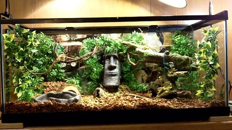 Terrarium Setup, Ball Python Pet, Snake Cages, Snake Terrarium, Snake Enclosure, Gecko Terrarium, Blue Tongue Skink, Snake Tank, Reptile Room