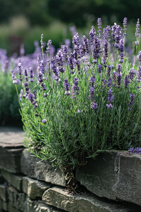 Lavender (Lavandula spp.) growing near a stone wall. Lavender Truffles, Lavender Photography, Aloe Barbadensis Miller, Community Gardens, Planting Design, Garden Inspo, Dry Garden, Lavender Garden, Echinacea Purpurea