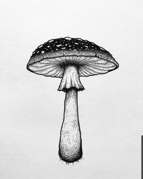 Easy Drawings Step By Step, Fungi Illustration, Step By Step Sketches, Mushroom Tattoos, Clever Tattoos, Mushroom Drawing, Tattoo Portfolio, My Sketchbook, Nature Drawing