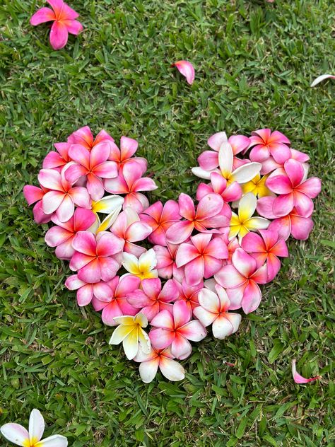 #hawaii #flowers #pretty #coquette #aesthetic #heart #valentines #lovecore #lifestyle Flowers Pfp, Valentines Day Flowers, Aesthetic Tropical, Hawaii Flowers, Heart Aesthetic, Aesthetic Heart, Flowers Pretty, Cute Valentines, Heart Valentines