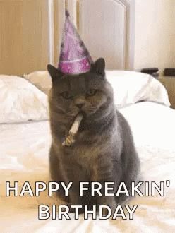 Birthday Cat GIF - Birthday Cat HappyBirthday - Discover & Share GIFs Happy Birthday Reaction Pic, Birthday Reaction Pic, Funny Happy Birthday Gif, Birthday Animated Gif, Birthday Gif Images, Happy Birthday Gif Images, Birthday Kitty, Happy Birthday Animals, Happy Birthday Gif