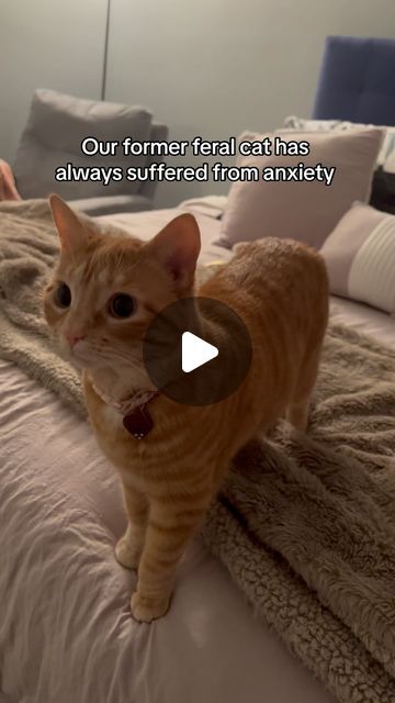 Nala Meets World on Instagram: "This is your sign to get your emotional support cat an emotional support kitten 🩷😭✨ #cats #orangecats #gingercats #kitten #femaleorangecat #tabbycat #anxiouscat #nervouscat #sweet #emotional #formerferal" Animal Reels, Emotional Support Cat, Happy Cat Gif, Cutest Kittens Ever, Feel Emotions, Audrey Ii, Water Creatures, Cat Things, Cute Kitten Gif