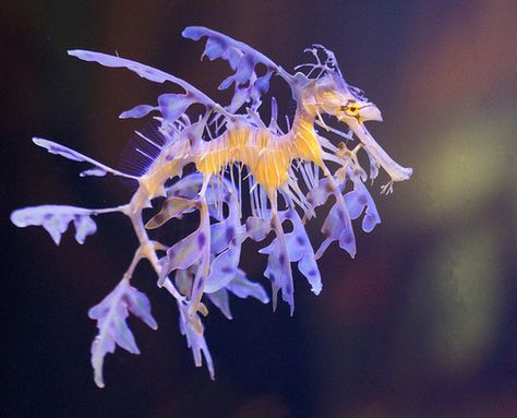 leafy seadragon | Tumblr Birch Aquarium, Leafy Sea Dragon, Mythical Dragons, Beautiful Sea Creatures, Marine Fish, Sea Dragon, Underwater Creatures, Seahorses, Sea Creature