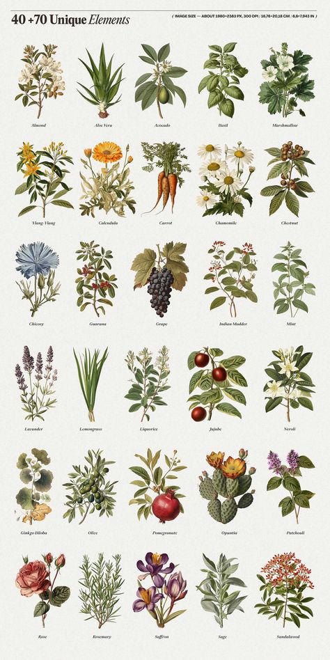 Cosmetic Ingredients - old botanical illustrations on Behance Plant Scientific Illustration, Vintage Herbal Illustrations, Botanical Vintage Illustration, Herb Branding, Aromatherapy Branding, Caribbean Plants, Planting Design Plan, Old Botanical Illustration, Ingredients Illustration