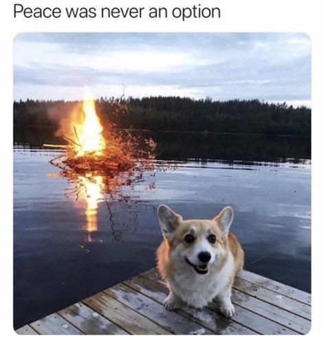 Funny Corgi, Corgi Funny, Cute Corgi, Funny Animal Jokes, Corgi Dog, Funny Animal Memes, Animal Jokes, Funny Animal Pictures, Dog Memes