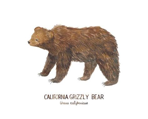 Grizzly Bear Art Print / Watercolor / Natural History Decor / California State Symbols / California California State Symbols, Grizzly Bear Art, History Decor, Illustration Board, State Symbols, Bear Art, Animal Sketches, Grizzly Bear, California State